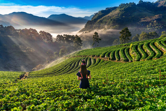 景观泰国清迈多昂康草莓园里穿着山地部落服装的女人茶田地最好的