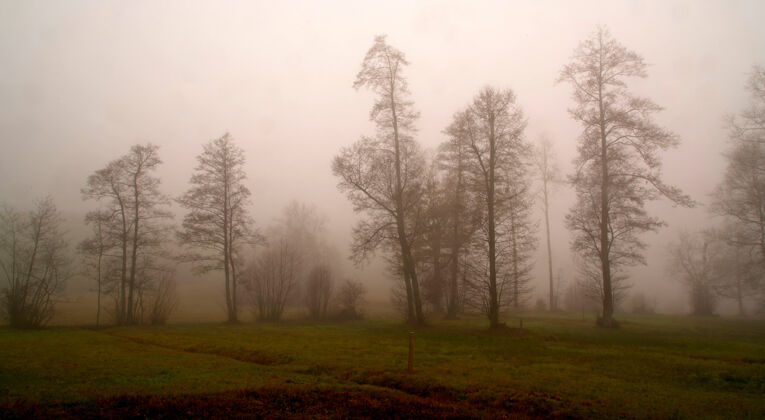 雾灰色天空下的树木雾树天