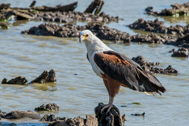喙非洲鱼鹰在奥纳奇河的岩石上休息爪非洲鸟