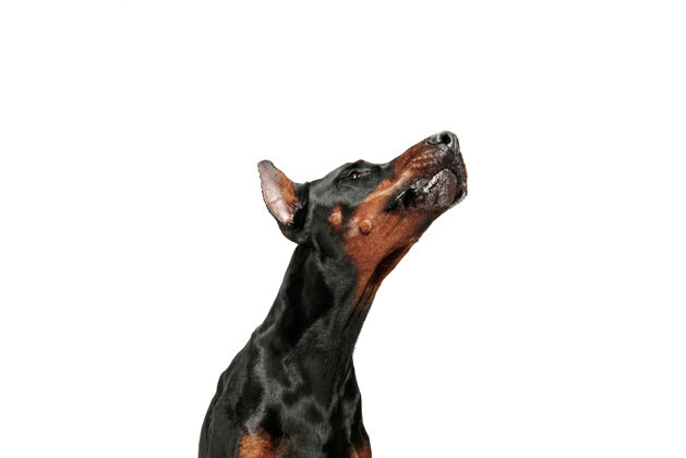 哺乳动物杜宾犬被隔离在工作室的白墙上美丽犬耳朵