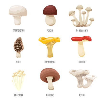 收集白色插图上的食用菌香菇和香菇 蜂蜜木耳和羊肚菌新鲜蘑菇季节膳食牡蛎