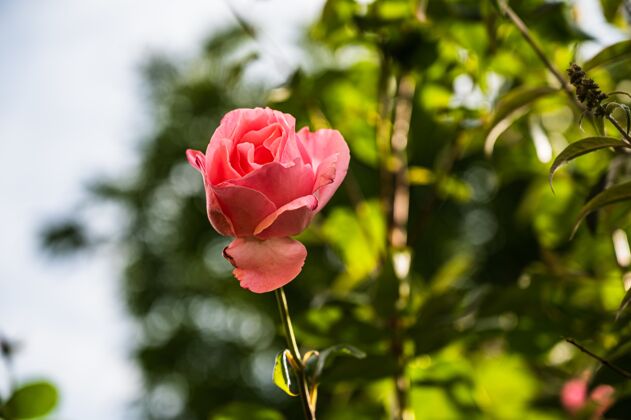 背景特写镜头美丽的粉红色玫瑰花盛开在花园里的模糊背景开花芽光
