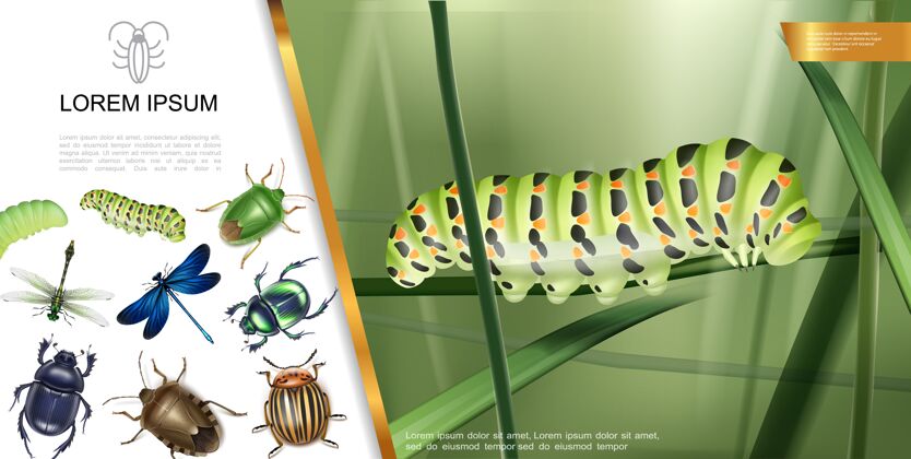 昆蟲真實的昆蟲組成與毛毛蟲草蜻蜓蚊子圣甲蟲和科羅拉多馬鈴薯甲蟲糞蟲插圖毛毛蟲蚊子天線