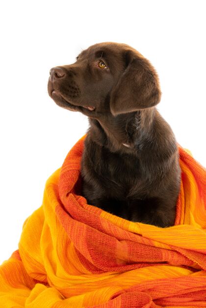寻回犬一个孤立的特写镜头巧克力拉布拉多猎犬小狗包裹在橙色毛巾看左边小型动物巧克力