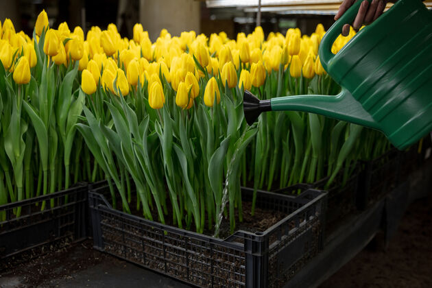 新鲜在温室里种植郁金香-为您的庆典精心制作温室花生长