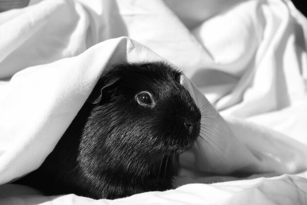 毛茸茸一只被白色毯子覆盖的可爱仓鼠的灰度照片开放房子眼睛