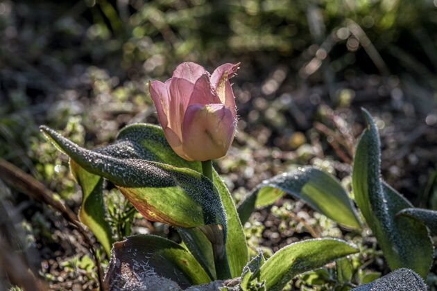花特写镜头美丽的粉红色斯普伦格的郁金香花在花园里Bokeh焦点芽