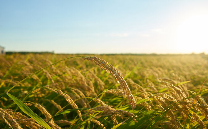 田地日落时分 绿色的稻田里 一排排绿色的稻子有机农场日落