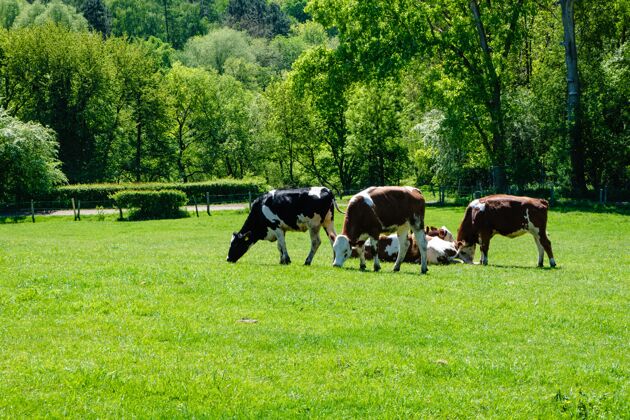 哺乳动物白天在牧场上吃草的牛群田野土地农田