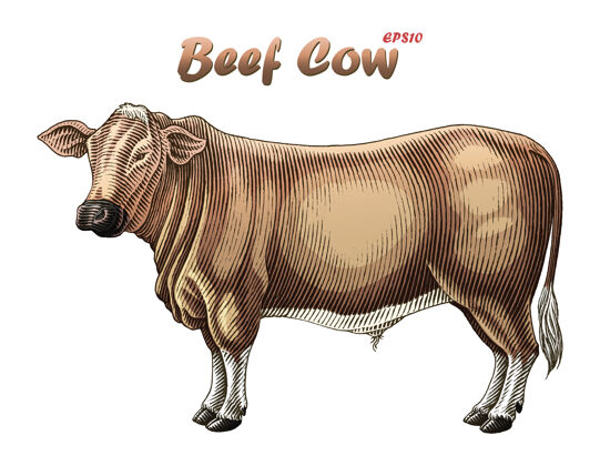 画英式牛肉牛铅笔动物