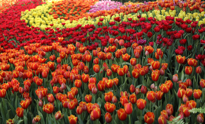 季节美丽的特写镜头多种颜色的郁金香花在花园里开花春天郁金香