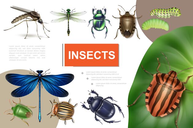 蜻蜓逼真的昆蟲五顏六色的組成與科羅拉多甲蟲對馬鈴薯葉蜻蜓毛毛蟲蚊子臭味和甲蟲五顏六色蚊子葉子