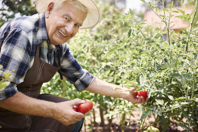 农业在地里种菜的老人健康的生活方式蔬菜夏天