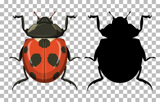 剪贴画透明背景上的瓢虫科学昆虫背景