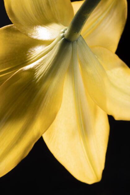 植物美丽的黄色百合花美丽特写花卉