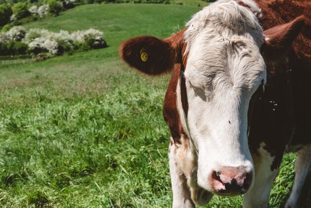 肖像一头白色和棕色奶牛白天在牧场上吃草的特写镜头草野生农场