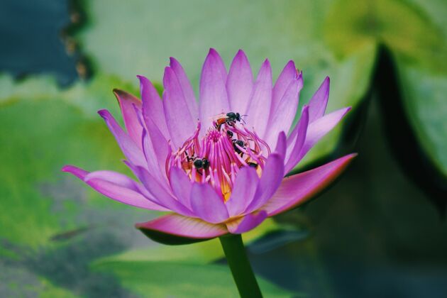 花特写镜头苍蝇对一个美丽的粉红色睡莲花开花蝴蝶百合