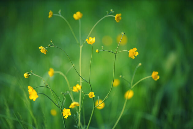 户外花园里有黄色的花春天田野自然