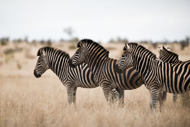动物一群斑马站在稀树草原上自然非洲荒野