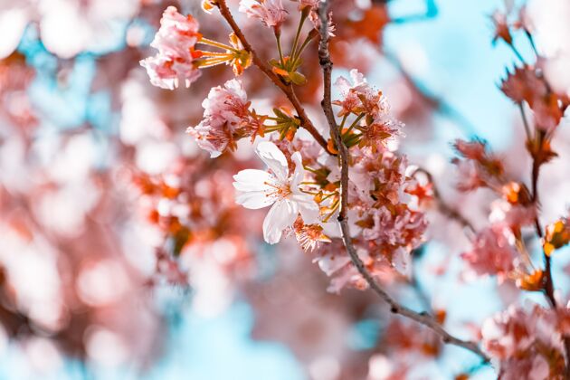 公园美丽的枝桠上开着樱花植物树春天