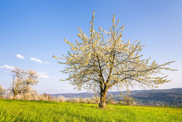 树美丽的照片 一棵盛开的白树被绿叶环绕自然开花景观