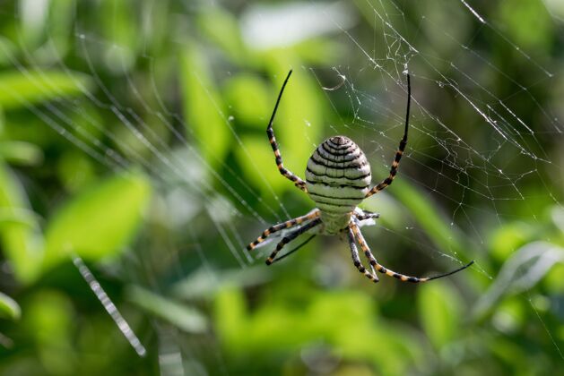 黑白绑在网上的银蜘蛛（argiopetrifascata）正要吃掉它的猎物 一顿苍蝇餐可怕长腿大