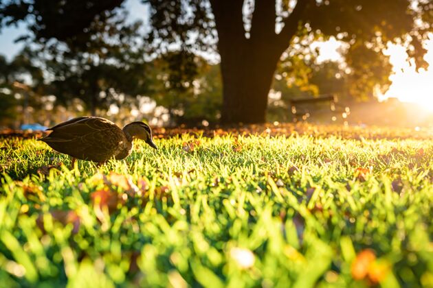 棕色一只可爱的野鸭在草地上散步的美丽镜头阳光光家养