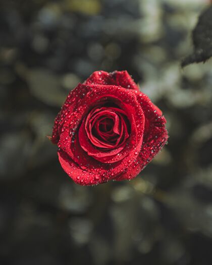 浪漫有水滴的红玫瑰玫瑰植物学露