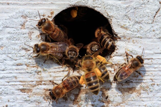 阳光白天阳光下 蜜蜂从木头表面的洞里飞出来的特写镜头虫子生物蜜蜂