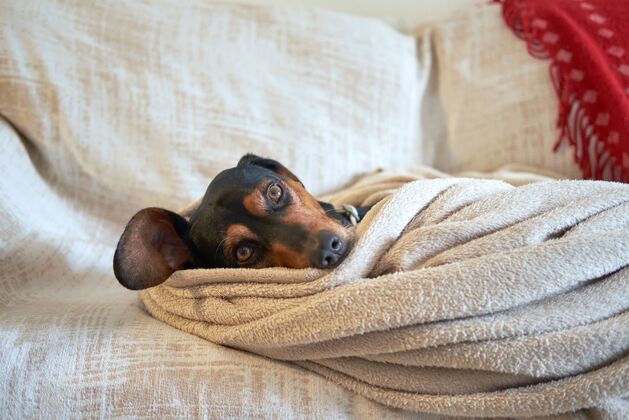 棕色希腊猎犬舒服地塞在毛巾下面动物血统有趣
