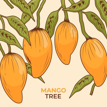 美味有叶子的植物芒果树食品自然芒果