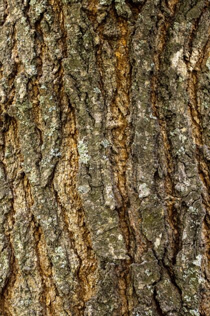 有机树皮纹理正视图抽象木材结构