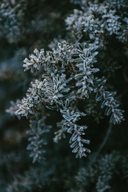 季节垂直特写镜头霜冻树枝的绿色树木在冬天明亮环境霜冻