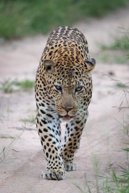 行走一只美丽的非洲豹在路上行走的垂直特写镜头猎人哺乳动物猫