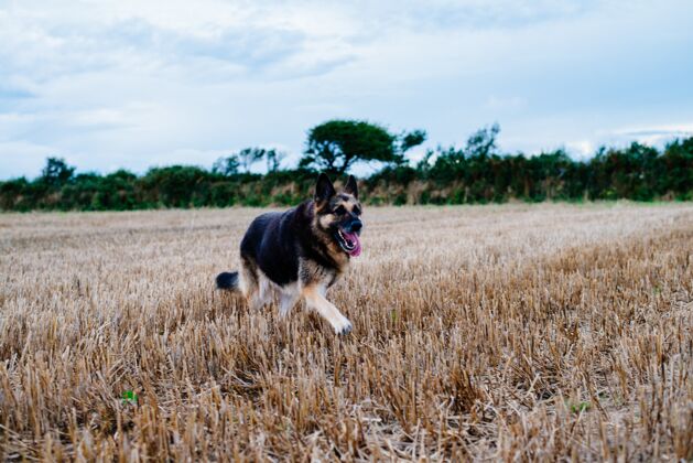 朋友德国牧羊犬白天在草地上奔跑能量跑步狗