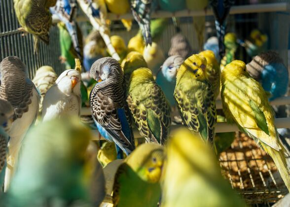 传统鸟市场-一群鹦鹉市场笼子黄色