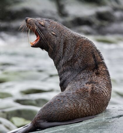 寒冷在南极洲一块石头上张着嘴的海豹的选择性聚焦镜头海豹牙齿站立