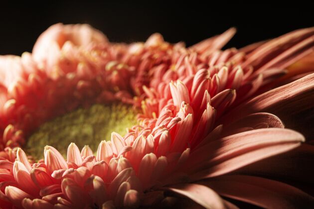 开花珊瑚色植物特写镜头水平开花开花