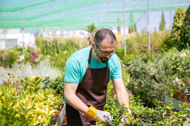 胡须专注的男花匠站在一排花盆里 在温室里修剪灌木男人在花园里工作 在花盆里种植植物园艺工作的概念萌芽人盆栽