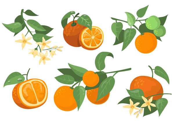 分支五颜六色的橘子枝和花平面项目集卡通画橘子 橘子和柑橘孤立矢量插图收集柑橘水果和树的概念扁形水果健康
