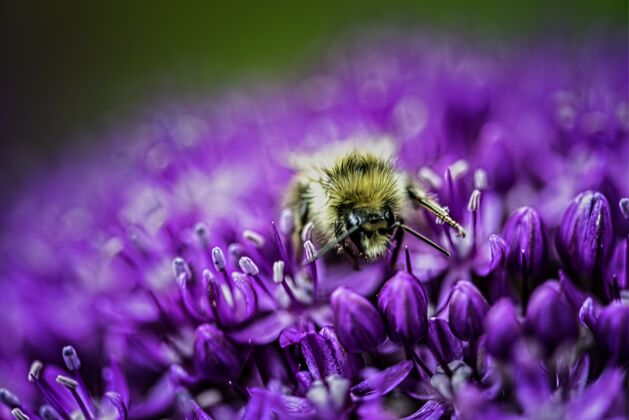 茎蜜蜂在盛开的紫色花朵上的特写镜头绿色植物学花园