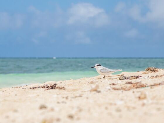 户外新喀里多尼亚美丽的海景 一只白鸟在岸边漫步动物海岸海景