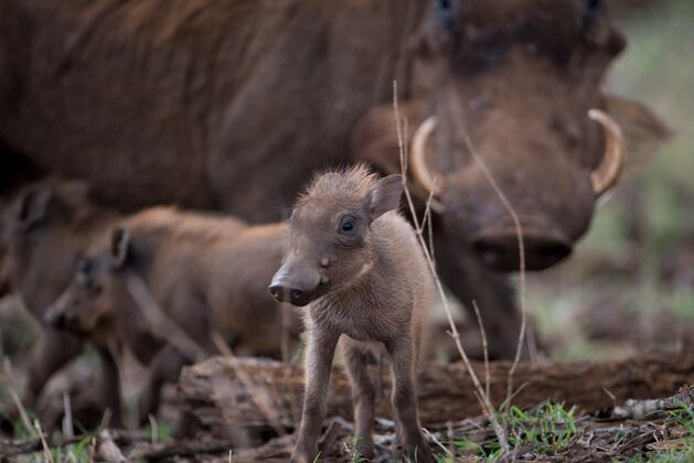 野生一只小野猪的选择性聚焦镜头猪野生动物母亲