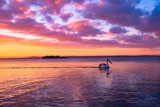 小鸭日落时 鹈鹕在金色多云的天空下的湖中游泳海草鸭子