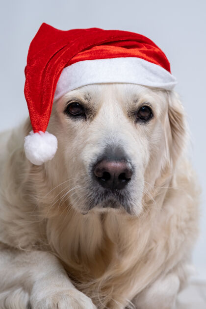 自然可爱的猎犬戴着圣诞帽猎犬野生动物家庭