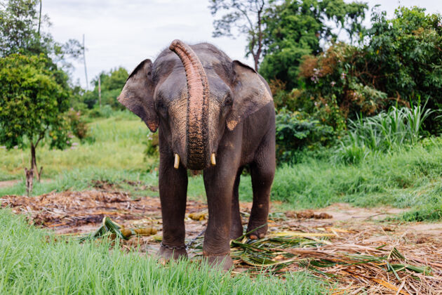 动物美丽的泰国亚洲象的肖像矗立在绿色的田野上 大象长着修剪过的象牙野生动物生活自然