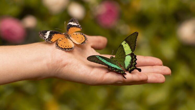 蝴蝶近距离观看美丽的蝴蝶概念和谐特写美丽
