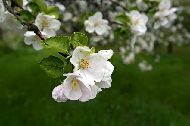 苹果花春天苹果树开白花园艺学自然植物学