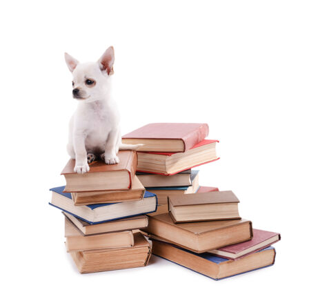 微型可爱的吉娃娃狗就把一堆书孤立在白色上小狗小血统