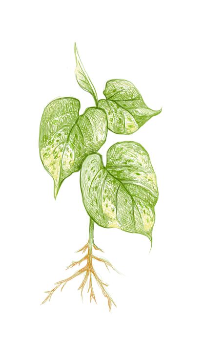 手绘金色马铃薯或常春藤阿鲁姆植物插图植物学植物金色马铃薯